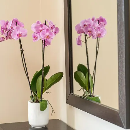 Eglina Celeste * Миния